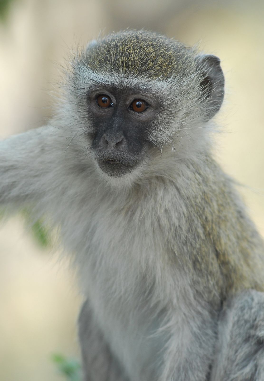 Botswana, Moremi, Okavango,