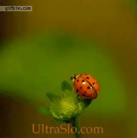 anigif_enhanced-buzz-29749-1398275486-17